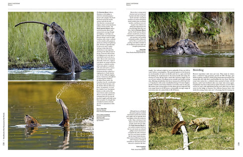 Handbook of the Mammals of the World no 6 -Lagomorphs and Rodents -  Lynx 2016